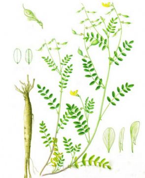 Astragalus P.E.